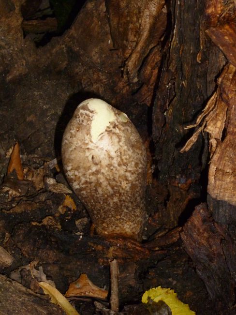 Emerging fruit body at the base of Turkey oak at Hampstead Heath, UK.